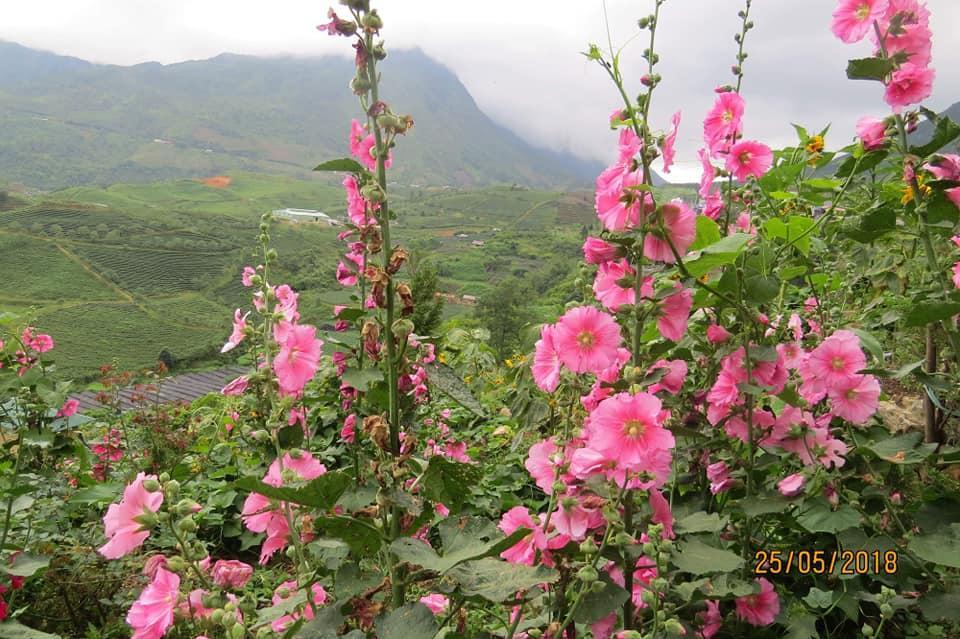 Sapa Dao Homestay Exteriér fotografie